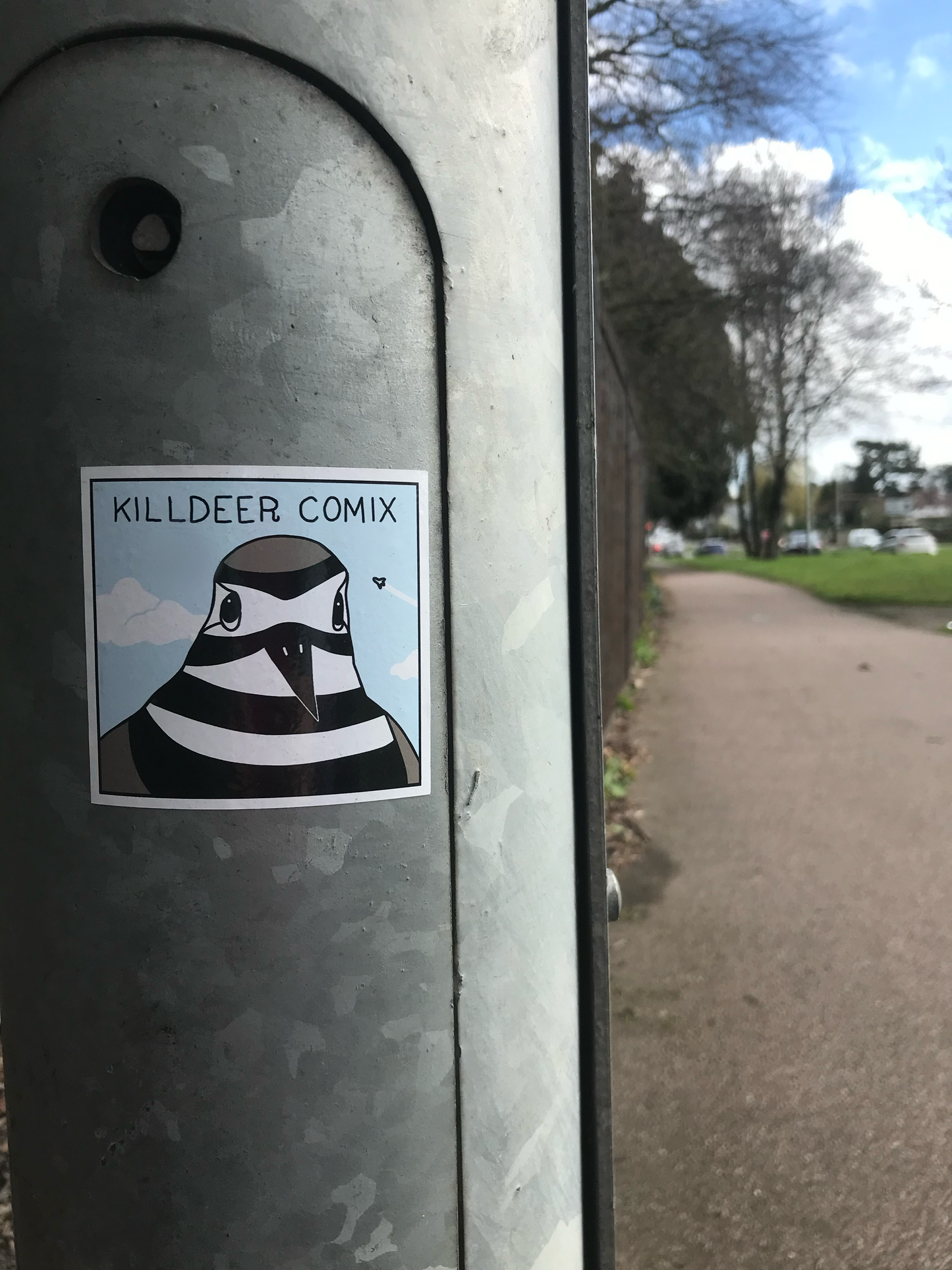 Killdeer Sticker